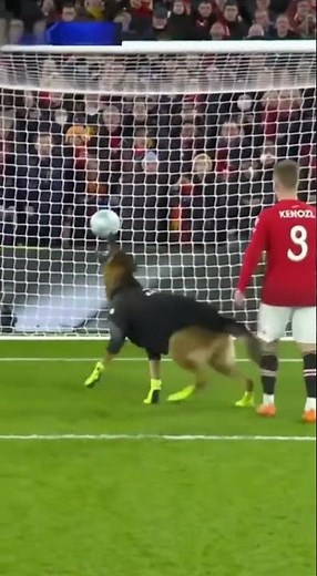 Dog Becomes Soccer Goalie and Shocks Everyone!