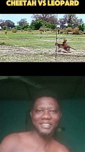 🐆 The Leopard Didn't Expect This Cheetah 😱
