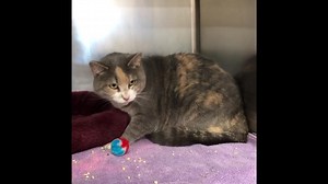 62 reactions · 28 shares | Harley is still looking for that loving,...