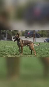 Dutch Shepherd: Loyal, smart, but stubborn breed traits