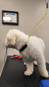 Happy National Dog Day from Imperial Pet Salon! 🐾 We’re wagging our tails with gratitude for our amazing clients and their furry friends who make every day special. Thank you for trusting us with your pups this year—we love pampering them! 🐶✨ #NationalDogDay #ImperialPetSalon #ThankYou | Imperial Pet Salon/