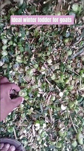 best affordable fodder in winter for goats #shorts #short #goat #farming