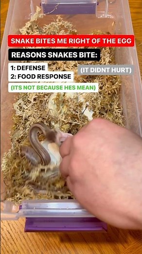 Baby Ball Python BITES me right out of the EGG!