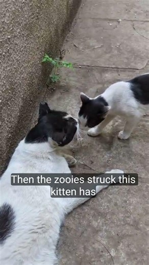 🎯 “Django’s Peaceful Life… DESTROYED by a Tiny Chaos Nugget 😼💥”📝