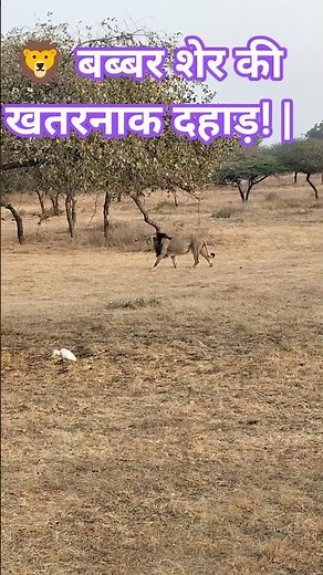 lion Roar 🦁 #sasangir #girwildlifesanctuary