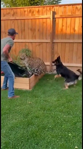 Backyard animal moments that will make your day better 🐾 Watch till the end!
