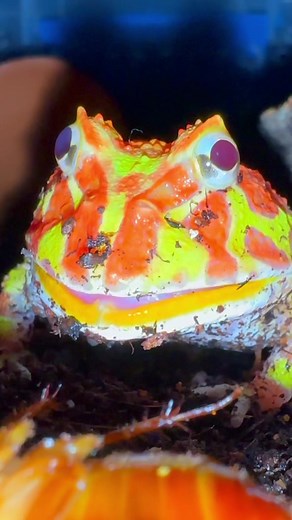 Westside Reptiles on TikTok