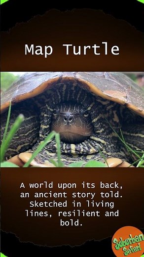 Map Turtle: The Living Atlas #animals #wildlife
