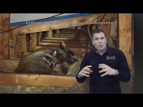 COMMENT EXTERMINER LES RATONS-LAVEURS ? ( Élite Gestion Parasitaire )