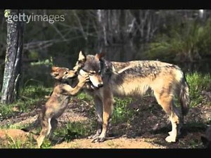 Sad Wolf Story - Death And Grief ( Episode Two)