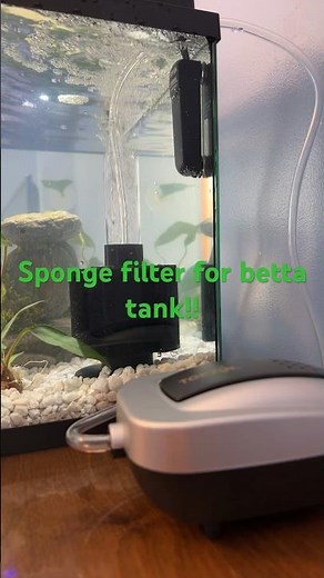 Sponge filter for betta fish tank!!! #fish #betta #bettatank