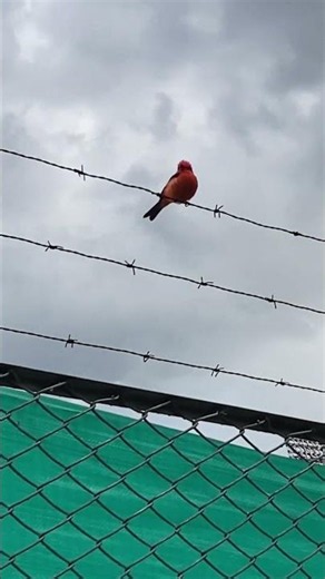 Los cinco colores diferentes pajaros