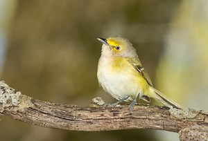 White-Eyed Vireo