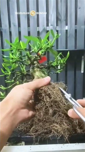 Azalea bonsai root pruning or cutting procedure #bonsai #bonsaitrees #azalea