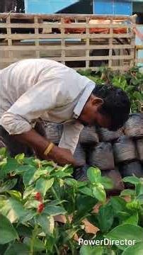 red button glnger plans call me 9666040643