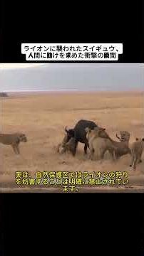 ライオンに襲われたスイギュウ、 人間に助けを求めた衝撃の瞬間#動物 #ライオン #カバ