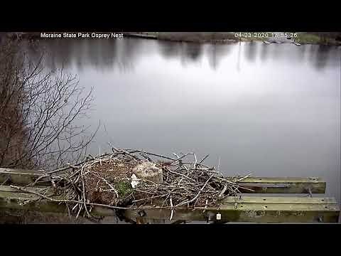 Moraine State Park Osprey Cam Live Stream