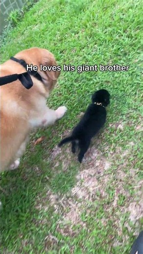 Lu’s new little friend #dog #goldenretriever #puppy #pets