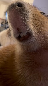 Did you know that capybaras teeth never stop growing? In fact, this is true for all rodents! While most rodents chew on things to wear down their teeth, for capys much of that work is done just through their diet! Grass, their main food source, is very abrasive and wears teeth down quickly! #capybara #rodent #funfact #funfacts | Dark Wings Wildlife & Education
