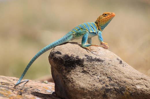 18 Road Trails / North Fruita Desert