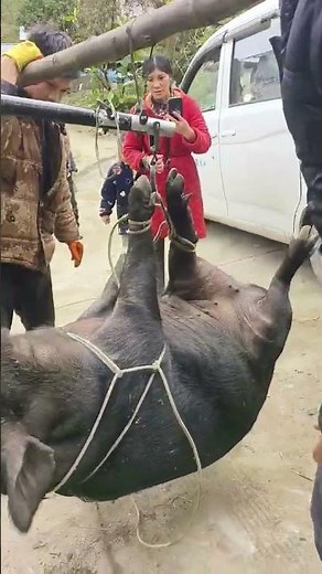 Manual Pig Weighing Method on Farm | Traditional Livestock Management
