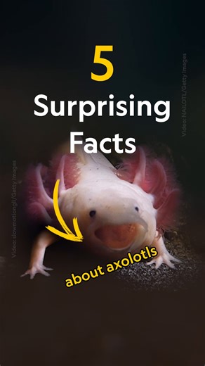Axolotls are amphibious and adorable, but did you know they possess a trait called neoteny, which means they retain their juvenile features? Learn more about these charmingly small amphibians with these five facts: https://on.natgeo.com/4537Ikv | National Geographic