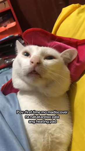 Relax time #catoffacebook #cat #fbreelsfypシ゚ #fbyシvideo | Bryan Vlog