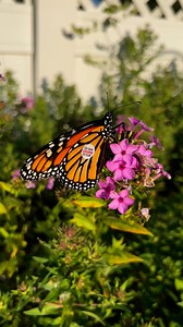 Monarch sunning itself to warm up before he takes flight. #savingmonarchs #monarchbutterflies #milkweed #nativeplants #monarchtag #pollinators #earth #savetheplanet #pollinatorgarden | Saving Monarchs