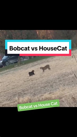 Bobcat vs House Cat #cats #catsoftiktok #bobcat #vs