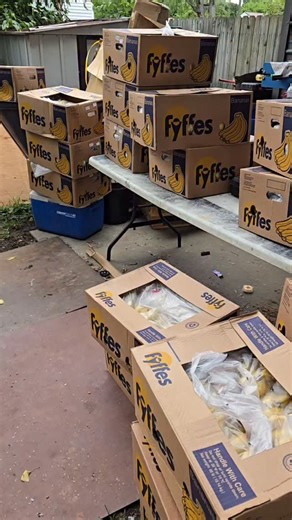 Phil Billy on Instagram: "🍌🥃 From 1,000 lbs Bananas to BOOZE! You won't believe it. #BananaMoonshine Ever wondered what happens when you have a TON of overripe bananas? I turned 1,000 POUNDS into moonshine! 🤯 This insane project was a journey from sweet fruit to a fiery kick. 🔥 Watch the magic (and the madness) unfold. What fruit should I try next? Tell me below! 👇 #Moonshine #Bananas #Distilling #Homemade #DIY #CraftSpirits #FruitAlcohol #FarmToBottle #OddlySatisfying #ProcessVideo #Alcoho