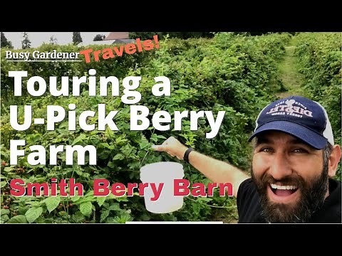 Berry OVERLOAD! Touring (and Tasting!) a "U-Pick" Farm | Blackberries, Blackberries, Boysenberry