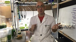 Watch Algae Beads from Algae Research and Supply on Amazon Live