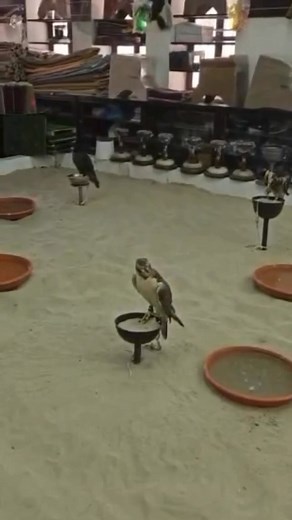 Falcons are high valued birds in Qatari culture. Falconry is a...