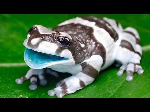 7 Most Poisonous and Dangerous Frogs in the World