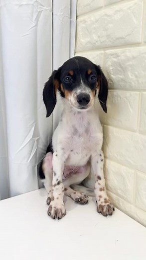 JJB Doxle Puppy (Male)