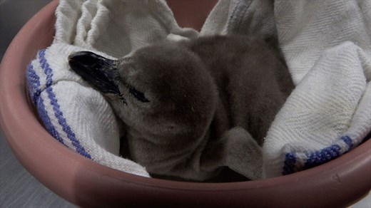 Egg-cellent news: Fuzzy Humboldt penguin chick hatches at Oregon Zoo