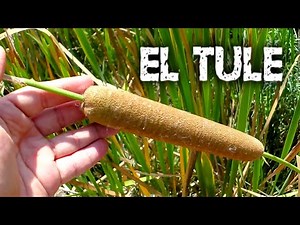 🌿 El Increíble Tule de los Pantanos | Descubre los usos de 𝑻𝒚𝒑𝒉𝒂 𝒅𝒐𝒎𝒊𝒏𝒈𝒆𝒏𝒔𝒊𝒔 una Planta acuática 🏞️
