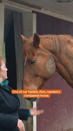 How a once at-risk horse helps bridge connections for people and animals 🧡 Karen Y. had been searching for an adoptable horse ever since her 17-year-old Thoroughbred/American Quarter Horse, Alexander, lost his companion of 16 years. With Alexander distraught without his companion, Karen knew he needed someone, and fast. That's when she stumbled upon Brandon, a 20-year-old gray Arabian gelding, available for adoption at the ASPCA Equine Transition and Adoption Center (ETAC) in Oklahoma. She cont