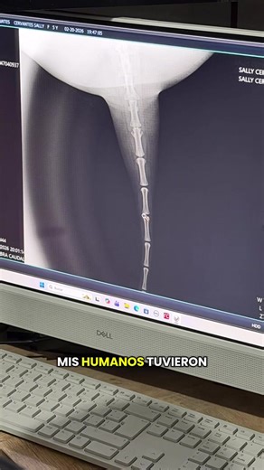 Quedó como anécdota 😮‍💨🫰🏼 #perrito #viral #mascotas #tiktok #meme | dog meme