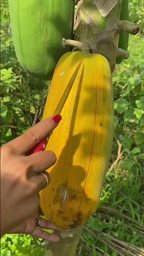 Papaya Fres From Tree #papaya