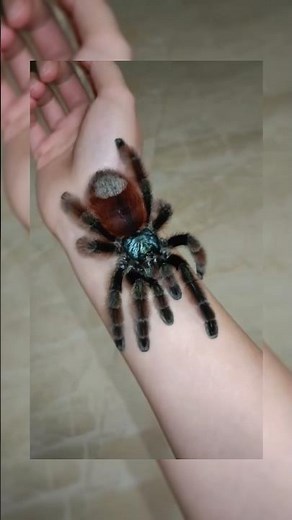 You Won’t Believe What’s Hiding Behind This Curtain! 🕷️ Huntsman Spider Encounter