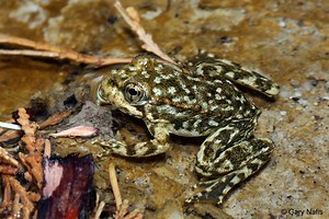 Mountain yellow legged frog - Alchetron, the free social encyclopedia
