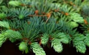 [自然：植物间的对话].PBS.Nature.What.Plants.Talk.About.2013.@光合作用字幕组