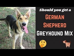 Detailed Guide on German Shepherd Greyhound Mix | Will this mix-breed be suitable for you?