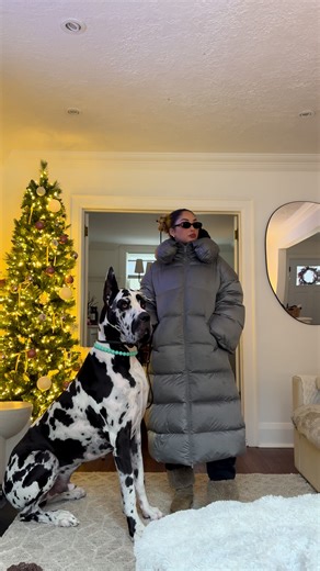 Almost Christmas Walk with Great Dane