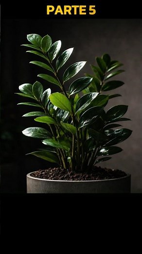 🌿 Existe um mito muito comum sobre a Zamioculca:que ela vive no escuro. #plantas #zamioculca