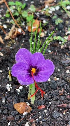 First Saffron Crocus Blooms of the Year | Garden Harvest