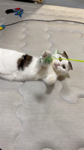 猫じゃらしに夢中！マンチカンの猫パンチ連打🐱🐾#shortvideo