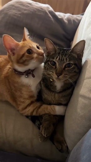 cat video ! cat voice ! cat sound ! cat meowing #shorts​ #short​ #youtubeshorts​ #cat​ #cats​