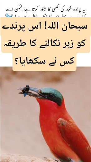 Bee Eater #youtubeshorts #allah #motivation #birds